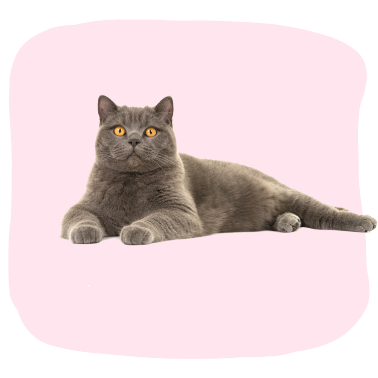 แมว