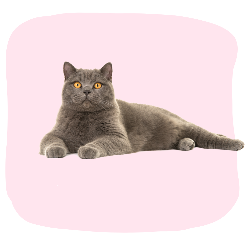 แมว
