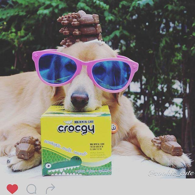 [1 ชิ้น] CROCGY ขนมขัดฟันสุนัข รูปจระเข้ ครอกกี้ ขนาด 63 กรัม มี 4 รส